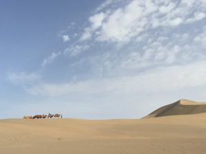 Camels in desert 